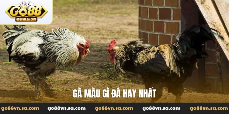 Gà màu gì đá hay nhất